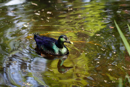 Pearl blue anitidae mallard duck swim in the pond.の写真素材