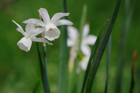 Close-up of white Albiflorae Rouy Narcissus flower in the spring garden. Showing from top to bottom, spathe, floral tube, tepals, corona.の写真素材