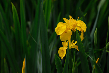 Close-up of yellow iris pseudacorus macrophyte aquatic plant. flower. Photography of nature.