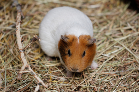 Close-up of white-brown domestic guinea pig (Cavia porcellus) cavyの写真素材