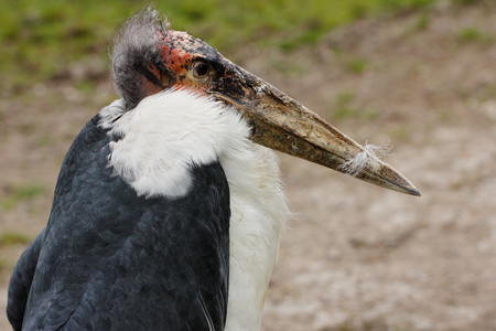 Portrait of large wading bird marabou stork (Leptoptilos crumenifer). Photography of wildlife.の写真素材