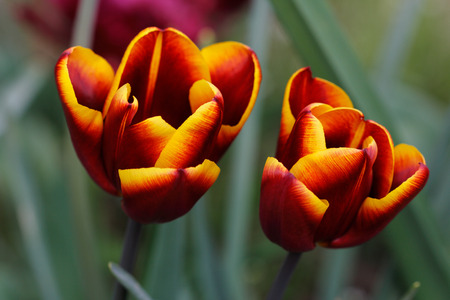 Close-up of of spring-blooming red-yellow tulip flower in the garden. Macro photography of nature.の写真素材