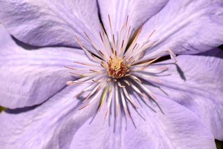 Close-up of of lilac clematis flower climbing plant in the spring garden. Macro photography of nature.の写真素材