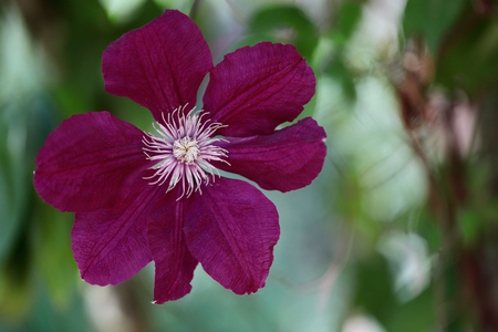 Close-up of of pink clematis flower climbing plant in the spring garden. Macro photography of nature.の写真素材