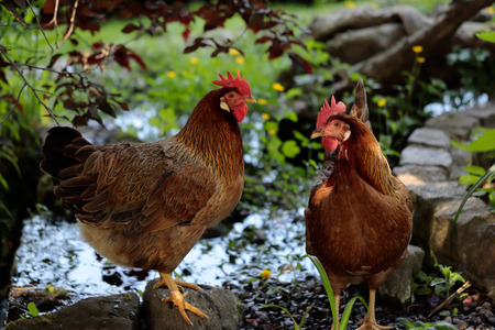 Portrait of brown chicken next to the farm pond. Photography of nature and wildlife.の写真素材