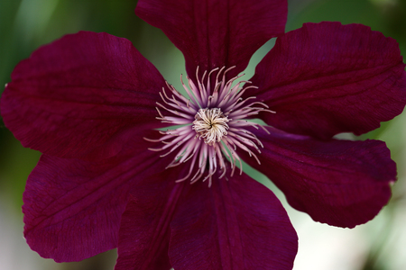 Close-up of of pink clematis flower climbing plant in the spring garden. Macro photography of nature.の写真素材