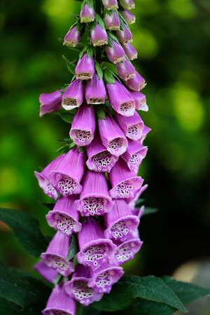 Close-up of purple digitalis purpurea flower (lady's glovecommon foxglove) in the summer garden. Macro photography of nature.の写真素材