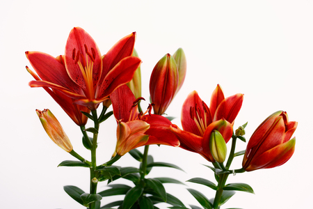 Close-up of red lily flowers on the white background. Macro photography of nature.の写真素材
