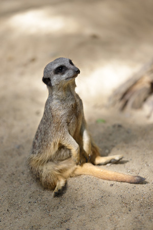 Full body of sitting wild African Meerkat (Suricata suricatta). Photography of nature and wildlife.の写真素材