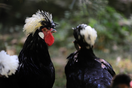 Portrait of white crested black polish rooster cockerel. Photography of nature and wildlife.の写真素材