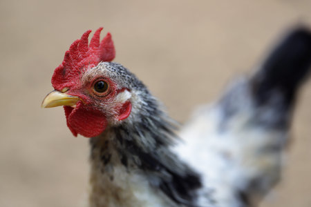 Close-up of young plymouth rock rooster (Barred Rock rooster). Photography of nature and wildlife.