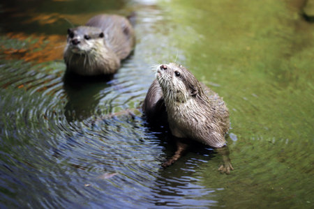 Cute couple of eurasian otters (Lutra lutra) playing in water. Photography of nature and wildlife.