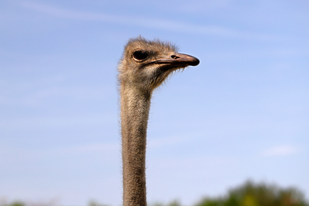 Close-up of head details South African female common ostrich (Struthio camelus). Photography of nature and wildlife.の写真素材