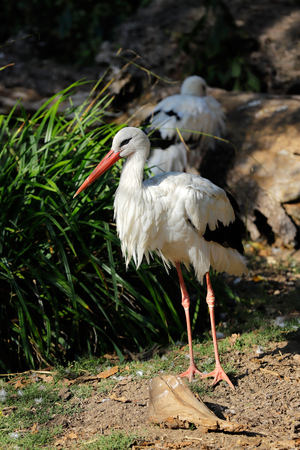 Full view of white stork is a large wading bird in the stork family Ciconiidae. Photography of nature and wildlife.の写真素材