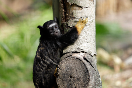 Portrait of of the child red-handed midas tamarin New World monkey. Photography of nature and wildlife.の写真素材