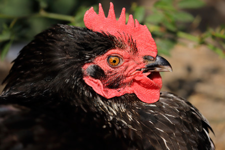 Portrait of of domestic black hen on the farm. Photography of nature and wildlife.の写真素材