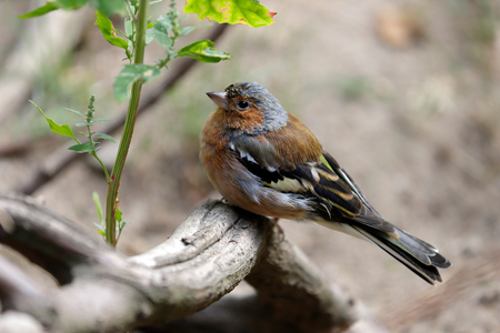 Close-up of male common chaffinch (Fringilla coelebs) on the tree branch. Photography of nature and wildlife.の写真素材