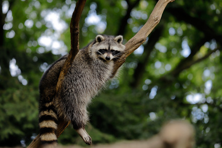 Full body of relaxing common lotor procyon raccoon on the tree branch. Photography of nature and wildlife.の写真素材