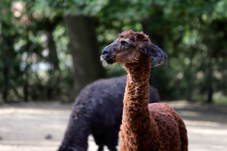 Portrait of brown domesticated Alpaca (Vicugna pacos) species of South American camelid. Photography of nature and wildlife.の写真素材