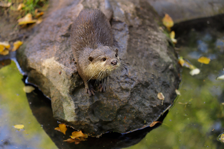 Portrait of eurasian otter (Lutra lutra) on the stone. Photography of nature and wildlife.の写真素材