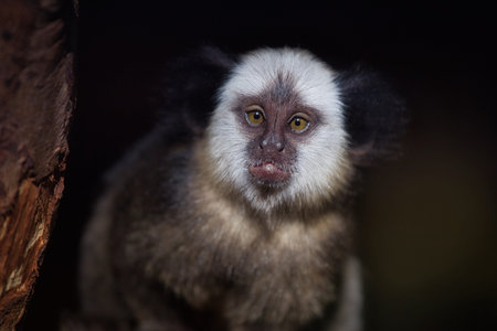 Portrait of adult female white-headed marmoset (Callithrix geoffroyi). Photography of nature and...
