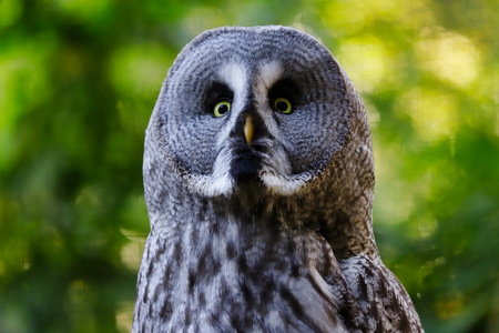 Portrait of adult male great grey owl (Strix nebulosa). Photography of nature and wildlife.の写真素材