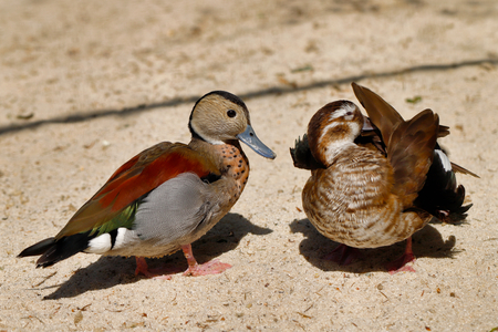 Portrait of pair ringed teal ducks. Photography of nature and wildlife.の写真素材