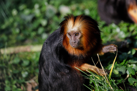 Portrait of golden-headed lion tamarin. Photography of nature and wildlife.の写真素材