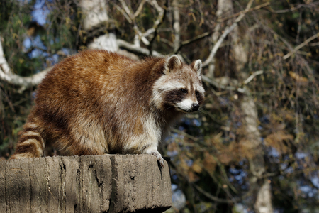 View of full body male common raccoon. Photography of nature and wildlife.の写真素材