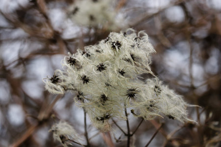 Seed heads of vitalba growing (old manâ€™s beard) in a hedge on the sky background. Macro...