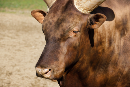 Portrait of domestic male Ankole-Watusi. Photography of nature and wildlife.の写真素材