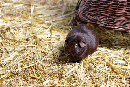 View brown domestic guinea pig (Cavia porcellus) cavy on the straw. Photography of nature and wildlife.の写真素材