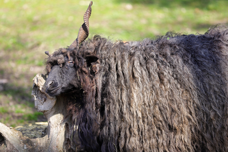 Portrait of domestic black Racka Wallachian Sheep with unusual spiral-shaped horns. Photography of nature and wildlife.の写真素材