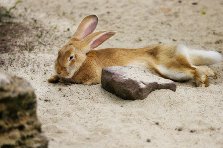 Full body of domestic female brown Flemish giant rabbit. Photography of nature and wildlife.の写真素材