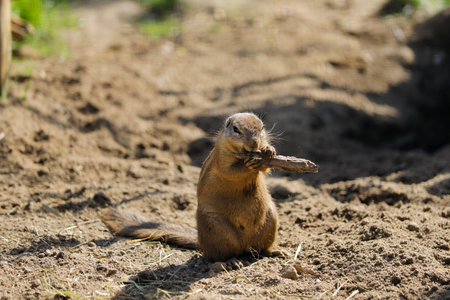 Full body of black-tailed prairie dog. Photography of nature and wildlife.