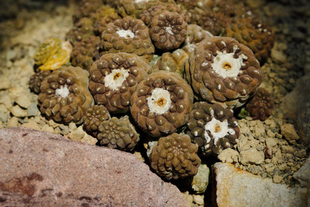 Close-up of brown succulent tropical plant in the stone garden. Macro photography of nature.