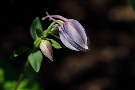 Close-up of lilac flower in the spring garden. Macro photography of nature.の写真素材