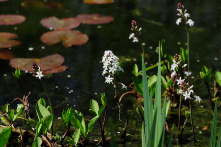 View of swamp and pond flowers and plants in the spring time. Macro photography of nature.の写真素材
