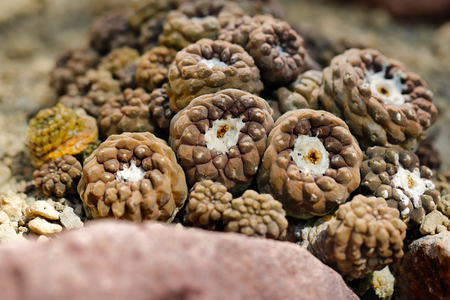 Close-up of brown cactus exotic plant family. Macro photography of lively of nature.の写真素材