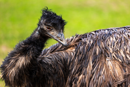 Portrait of female Australian Emu (Dromaius novaehollandiae), view of an Emu's neck and head. Photography of lively nature and wildlife.の写真素材