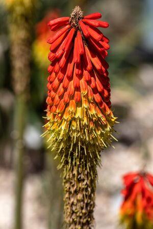 Close-up of tropical orange flowering wild plant. Photography of lively nature.の写真素材