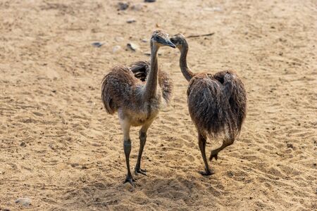 Full body of two youngest child grey greater rhea (Rhea americana). Photography of nature and wildlife.の写真素材