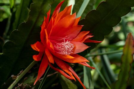 View of red flowering epiphyllum hybrids wendi (orchid cacti) plant. Macro photography of lively Nature.の写真素材