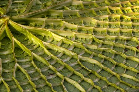 Close-up of underside of leaf Victoria amazonica genus of water-lilies. Photography of lively nature.の写真素材