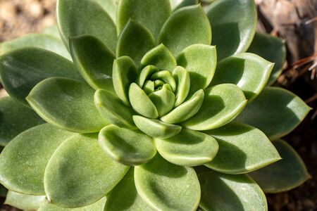 Close-up of green succulent echeveria in the stone garden. Macro photography of lively Nature.の写真素材