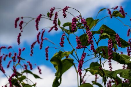 View of small pink flowers on the blue sky background. Photography of lively nature.の写真素材