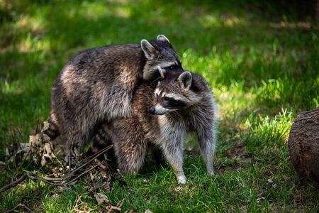 View of a pair common raccoons on the meadow. Photography of lively nature and wildlife.の写真素材