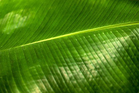 Close-up of musa acuminata colla leaf species of banana. Photography of lively nature.