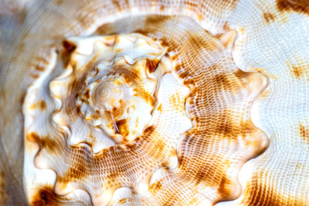 Close-up of marine big beige-white bivalvia shell. Photography of lively nature and wildlife.