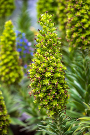 Close-up of tropical plant in on the summer wild meadow. Photography of lively natureの写真素材